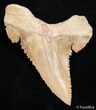 Fossil Palaeocarcharodon Tooth - Sawtooth Serrations #2447-1
